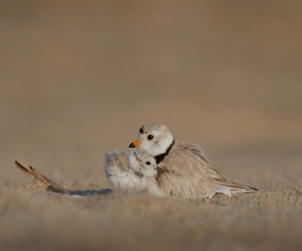 A small bird with a light brown body and black markings is lovingly adopting a fluffy chick on a sandy surface. The adult bird, with its orange beak, provides warmth and safety, making the chick feel cozy and protected underneath.