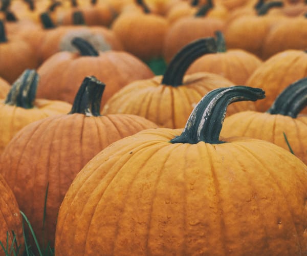 Close-up of a field filled with bright orange pumpkins, each with dark, curved stems. The pumpkins vary slightly in size and are arranged in rows, creating a textured pattern against a backdrop of green grass—like an adoptive familys unique yet harmonious blend.